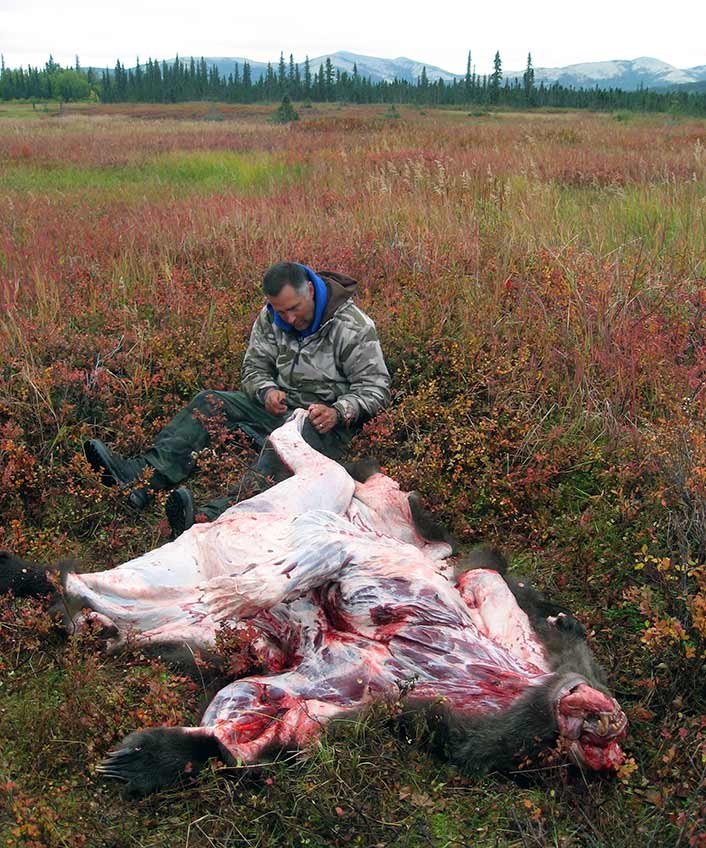 This Alaskan grizzly is unaware that it’s not really dead, since it was shot with a push-feed rifle.